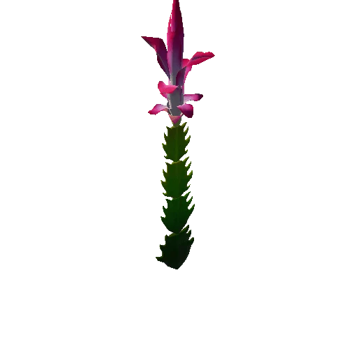 Flower Christmas Cactus 1 1